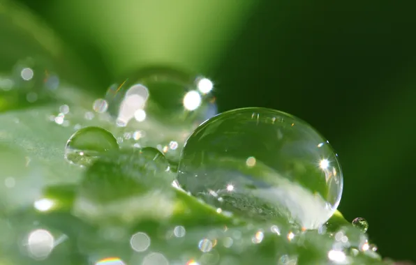 Picture greens, grass, water, Rosa, drop