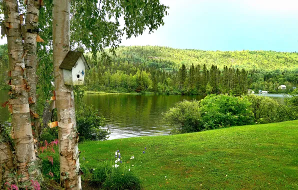 Trees, river, meadow, birch, birdhouse