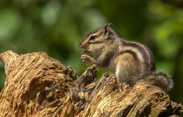 Light, stump, profile, Chipmunk, bokeh, meal