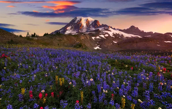 Summer, clouds, flowers, mountains, mountain, spring, USA, Washington