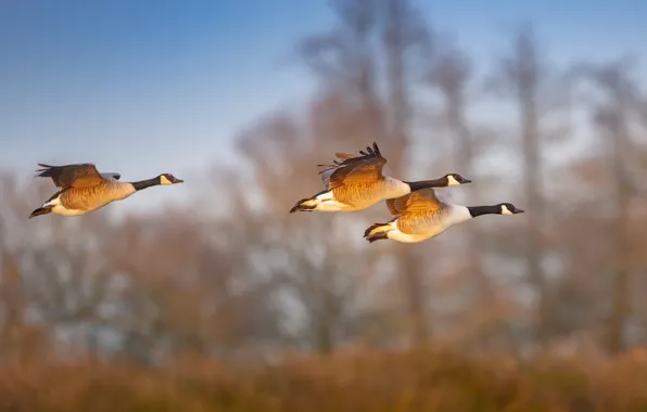 Autumn, flight, birds, nature, pack, trio, geese, fly