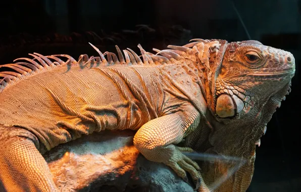 Nature, animal, iguana, animal, reptile, iguana, reptile