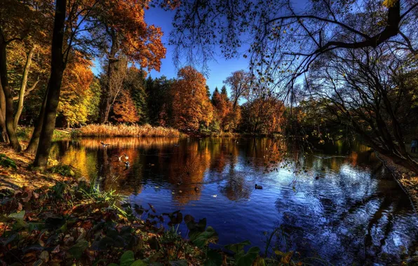 Picture trees, water, autumn, lake, birds, branches