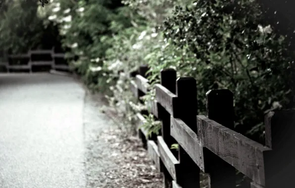 Leaves, macro, trees, background, widescreen, Wallpaper, the fence, the fence