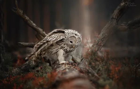 Picture owl, bird, driftwood, A barred owl, Natalia Ponikarova