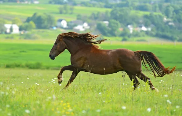 Greens, field, summer, grass, face, nature, background, horse