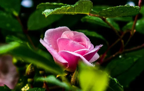 Pink rose, drops, the leaves of roses