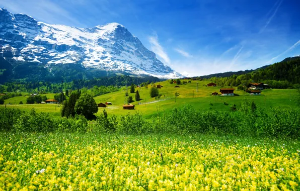 Greens, forest, grass, flowers, mountains, field, Switzerland, valley