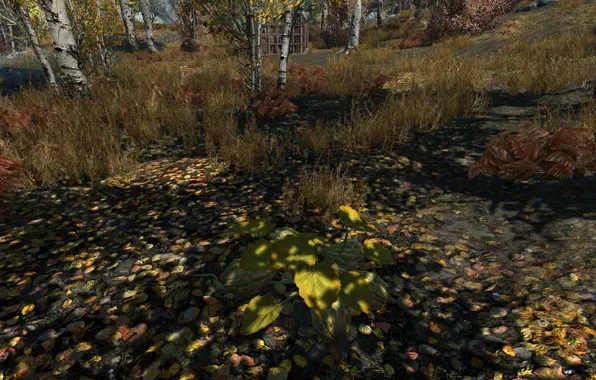 Grass, trees, pumpkin, grass, trees, skyrim, elder scrolls, tes 5