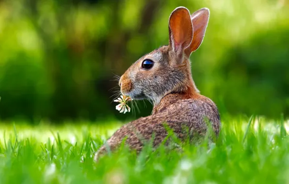 Picture flower, grass, hare, ears