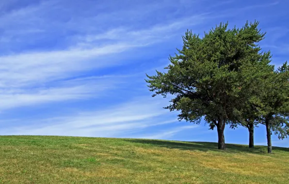 Grass, trees, shadow, grass, trees, shadow