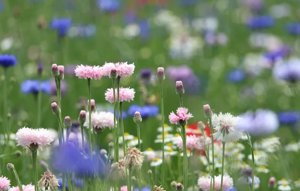 Field, summer, flowers, glade, chamomile, meadow, pink, field