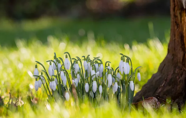 Light, trees, flowers, glade, spring, snowdrops, white, bokeh