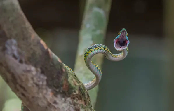 Picture attack, snake, mouth