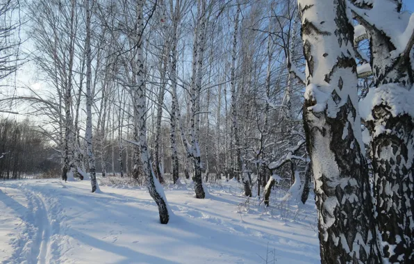 Winter, the sun, birch grove