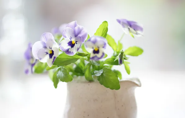 Picture bouquet, Pansy, Sunny, viola
