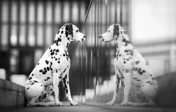 Reflection, dog, Dalmatian