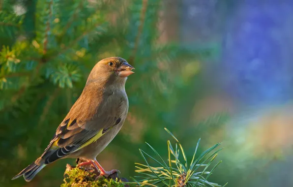 Bird, goldfinch, Dzwoniec usual, Common zelenushka