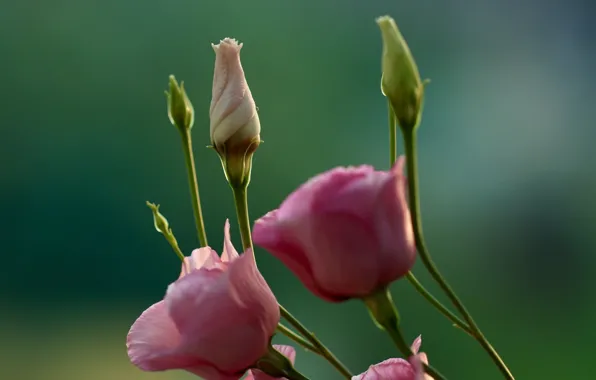 Macro, background, buds, Eustoma