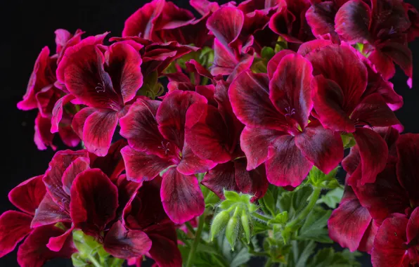 Macro, geranium, velvet