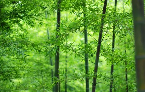 Forest, leaves, bamboo, trunk