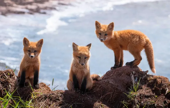 Look, shore, Fox, trio, pond, faces, cubs, three Fox