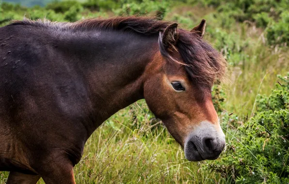 Look, face, horse, horse, portrait, pony