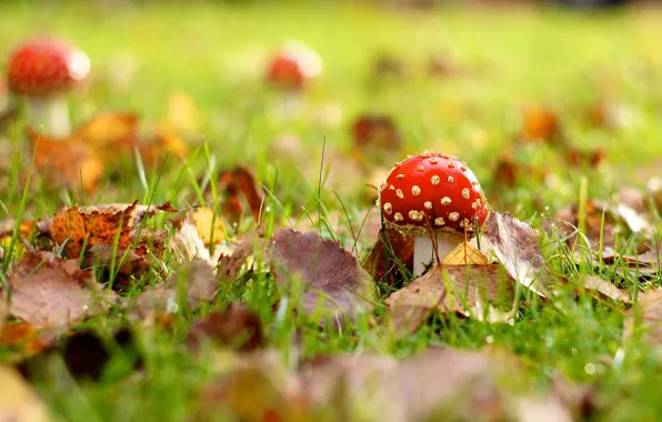 Autumn, grass, macro, foliage, mushroom, mushroom