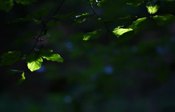 Leaves, macro, green, background, tree, widescreen, Wallpaper, blur