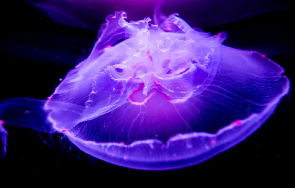 Picture macro, Medusa, underwater world