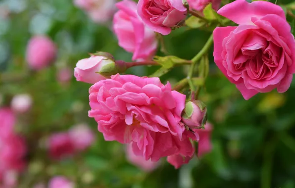 Bokeh, Bokeh, Pink rose, Pink roses