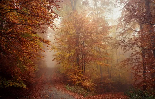 Road, autumn, forest, nature, fog, morning