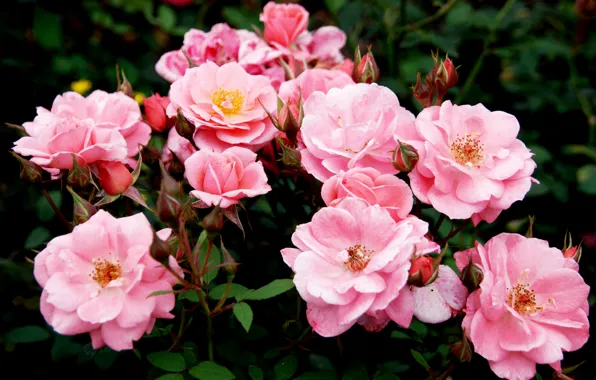 Roses, Pink, colorful, pink, buds, beautiful, Roses, color