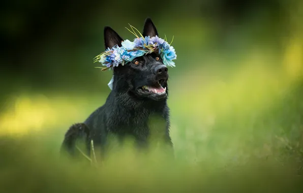 Picture dog, wreath, bokeh, shepherd