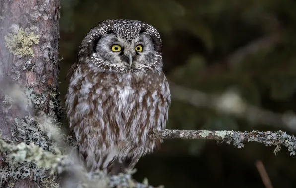 Look, nature, the dark background, tree, owl, bird, branch, bokeh