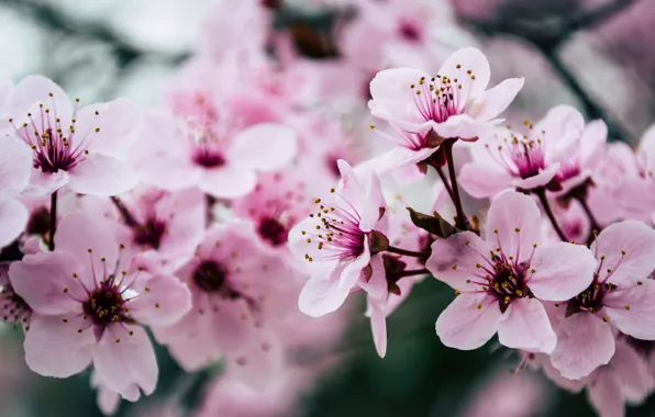 Pink, blossom, spring