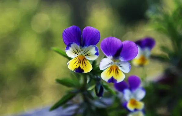 Flowers, Pansy, bokeh, violet, viola, purple with yellow