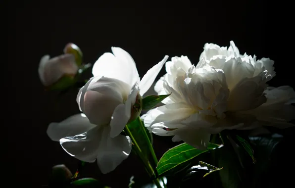 Light, Flowers, bouquet, peonies, peony, white peonies
