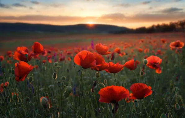 Picture flowers, Maki, the evening, red, poppy field