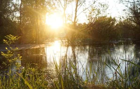 Greens, the sky, water, the sun, trees, nature, river, beauty