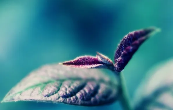 Leaves, macro, plant, leaves