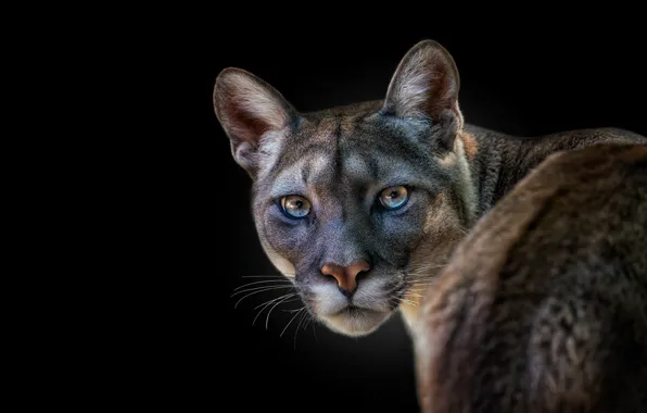 Picture portrait, look, Puma, face, Cougar, black background, eyes