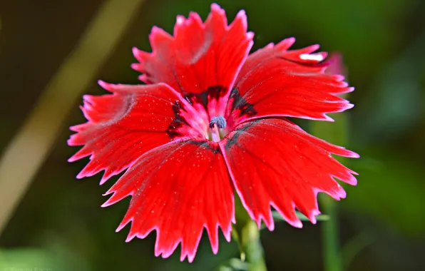 Picture flower, nature, plant, petals, Turkish carnation