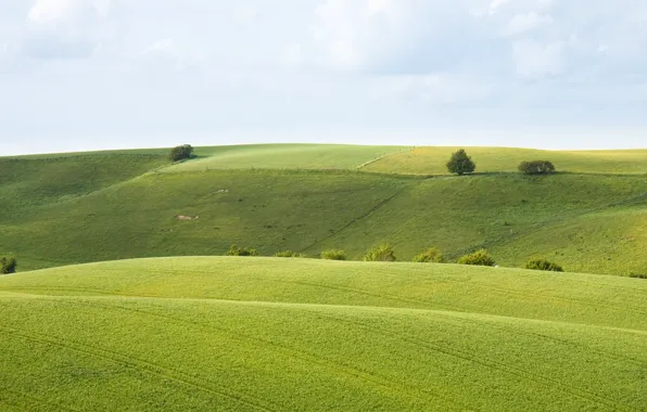 Picture nature field, field