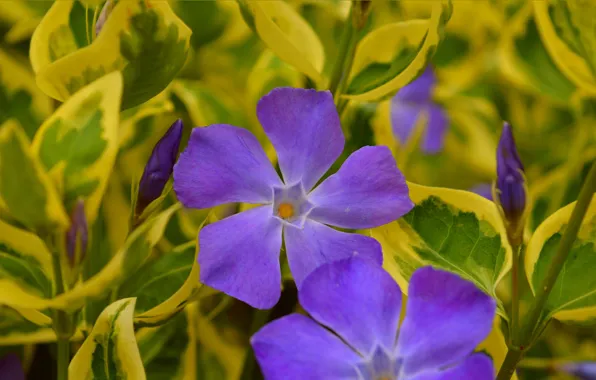 Picture Spring, Spring, Purple flower, Purple flower