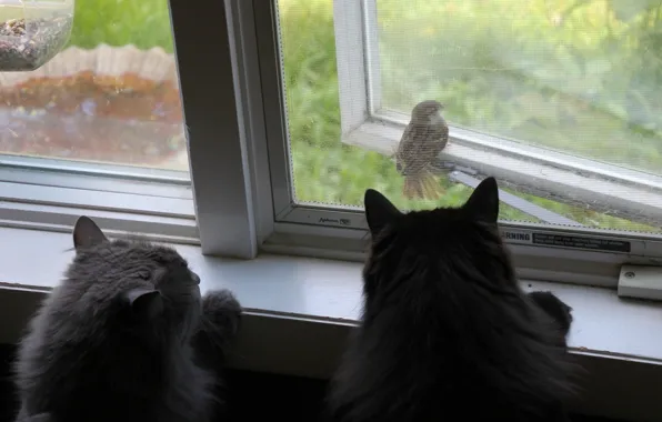 Picture cats, bird, cats, window, Sparrow, observation