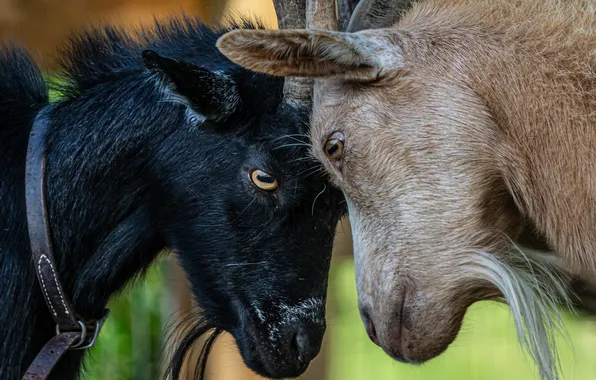 Animals, pair, goats, butt