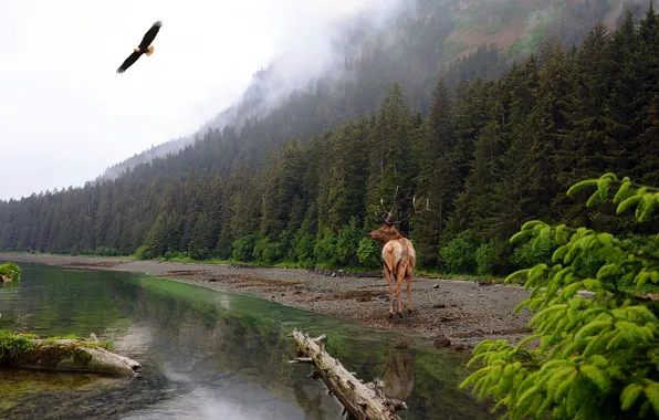 Forest, the sky, water, flight, mountains, branches, nature, fog