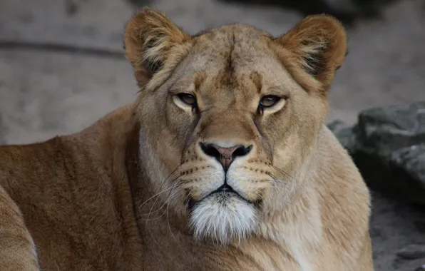 Look, Cat, Lioness, Face
