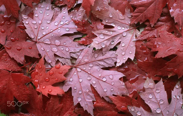 Autumn, drops, macro, foliage